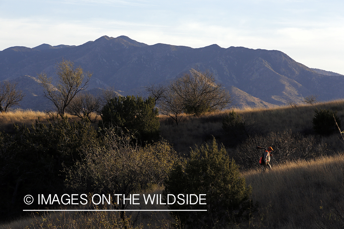 Mearns quail hunter in field.