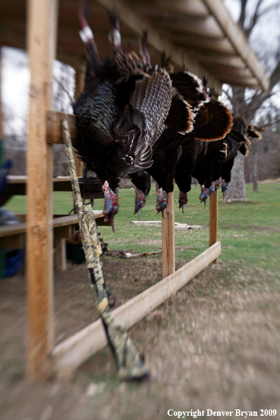 Bagged Merriam's turkeys