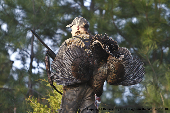 Hunter with bagged (Merriam's) turkey thrown over shoulder