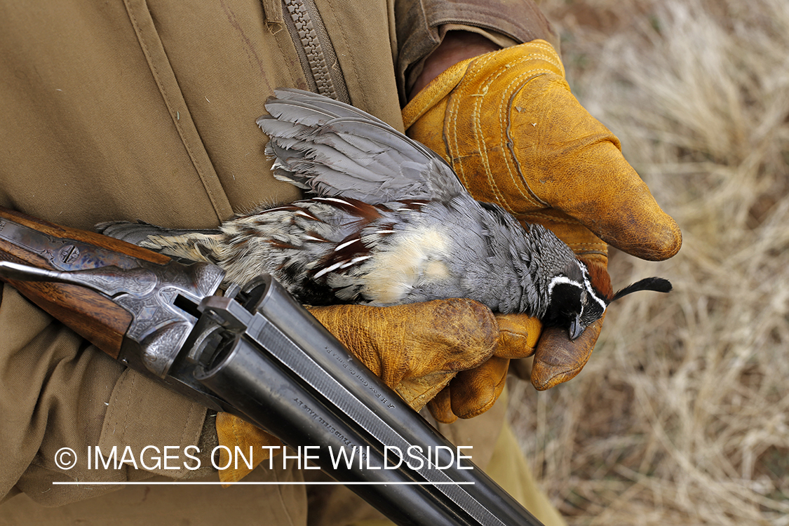 Quail hunter with bagged Gambel's Quail.