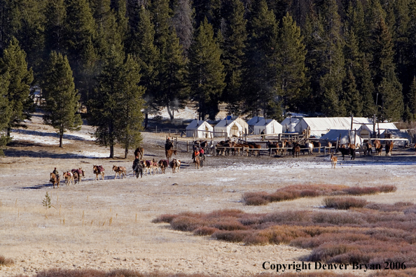 Elk hunters with bagged elk on horse packstring.  