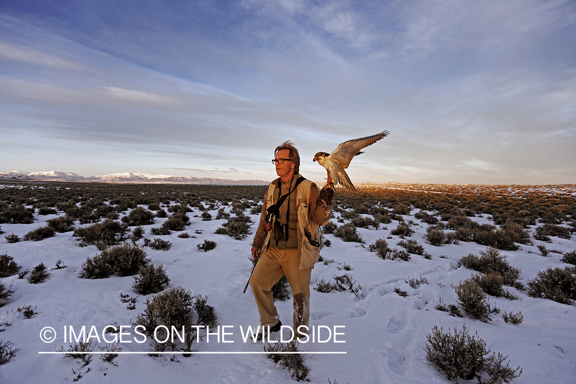 Falconer in field with gyr falcon.