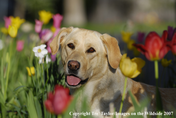 Yellow Labrador Retriever