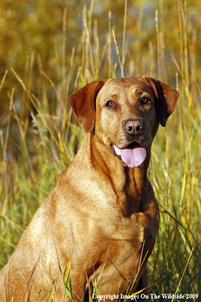 Yellow Labrador Retriever