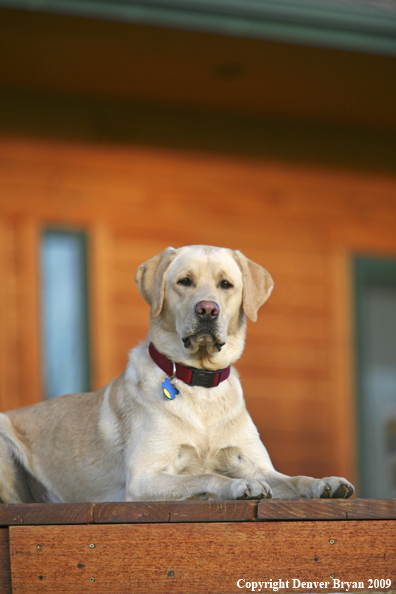 Yellow Labrador Retriever on deck