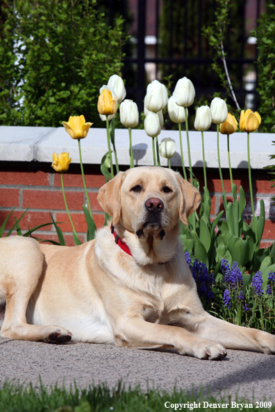 Yellow Labrador Retriever by flowers