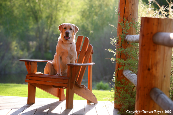 Yellow Labrador Retriever in chair
