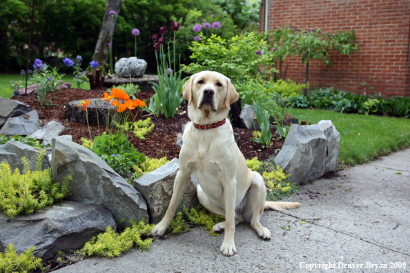 Yellow Labrador Retriever by flowers