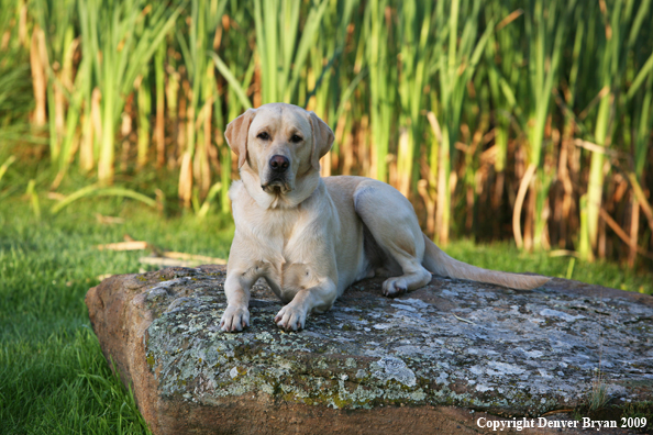 Yellow Labrador Retriever on rock