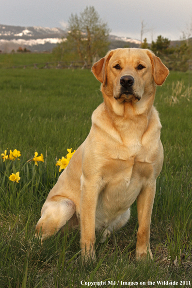 Yellow Labrador Retriever.