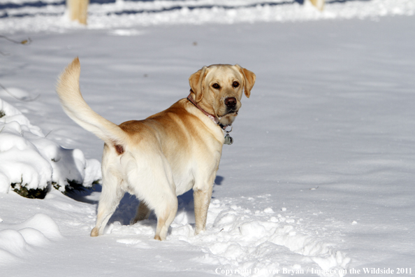 Yellow Labrador Retriever in snow. 
