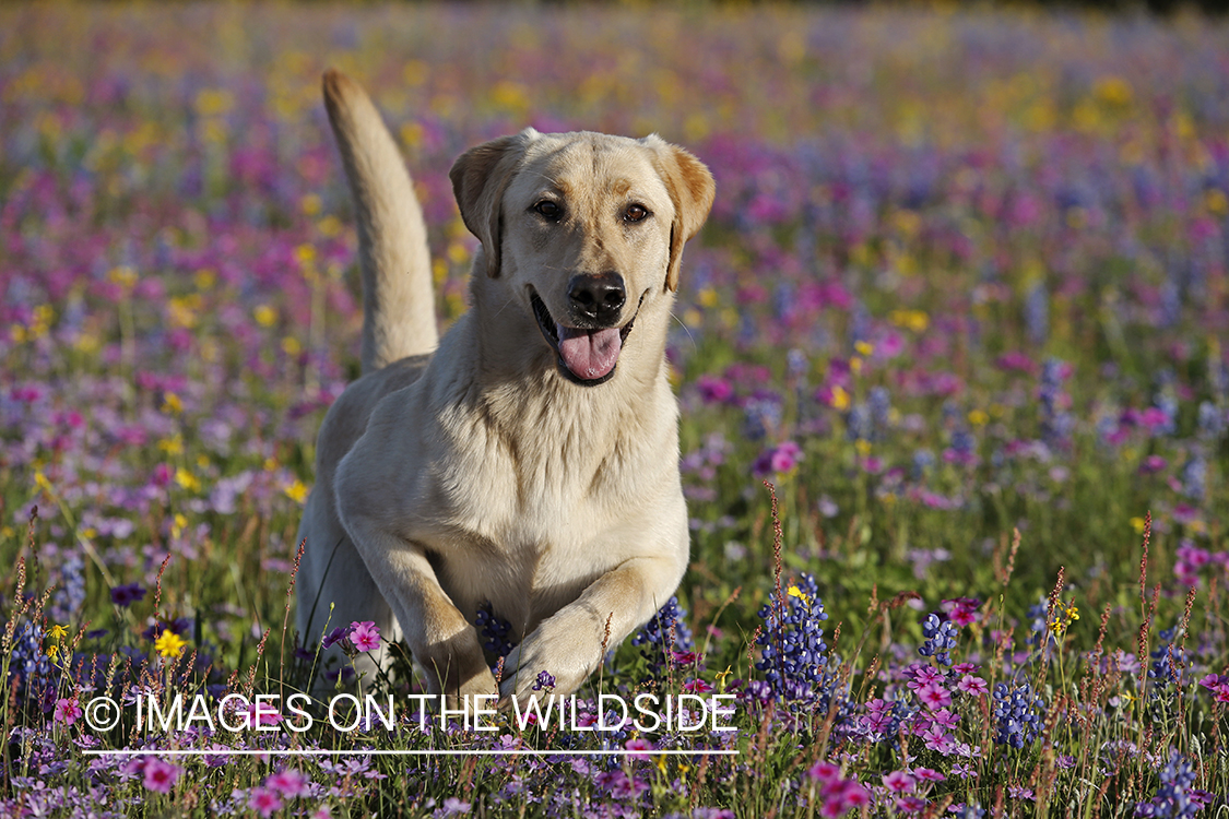Yellow labrador retriever in field of wildflowers.