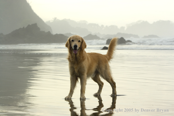 Golden Retriever on ocean beach.