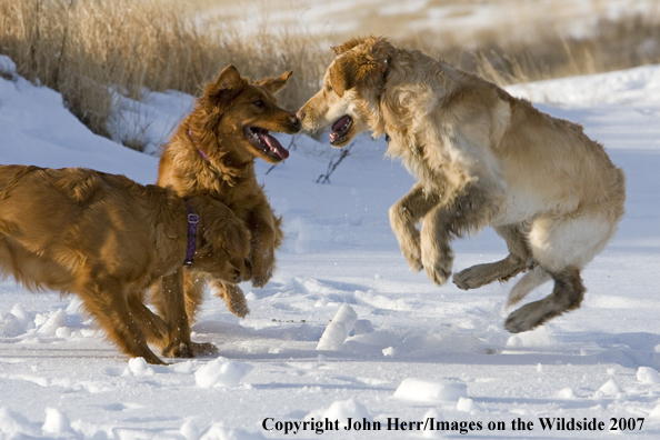 Golden Retrievers playing