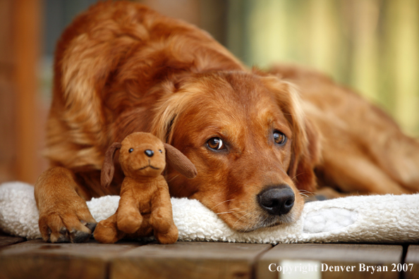 Golden Retriever on porch with toy