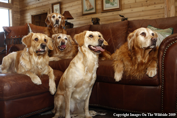 Golden Retrievers on the couch