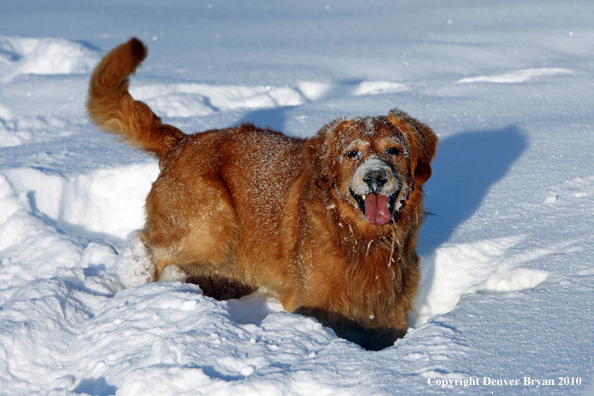Golden retriever playing in snow.