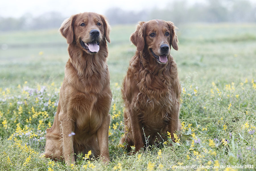 Golden Retrievers.