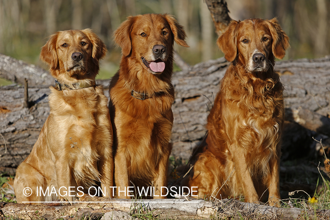 Golden Retrievers