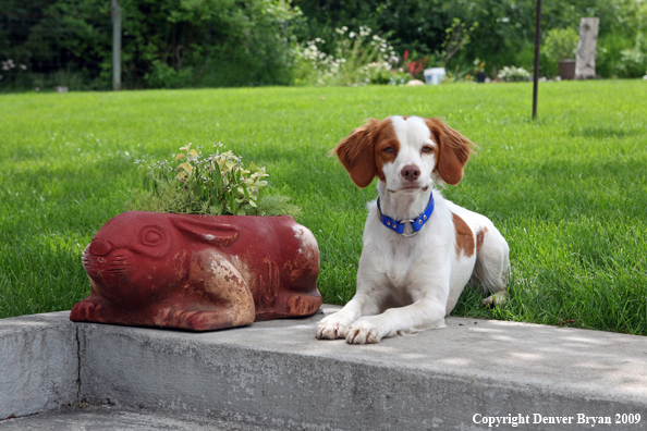 Brittany Spaniel in yard