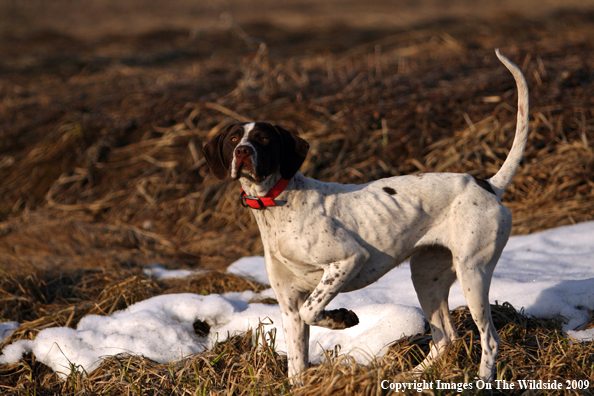 English Pointer in field