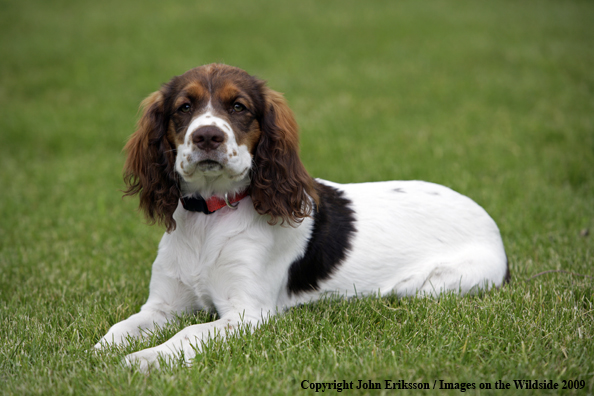 Springer Spaniel puppy 