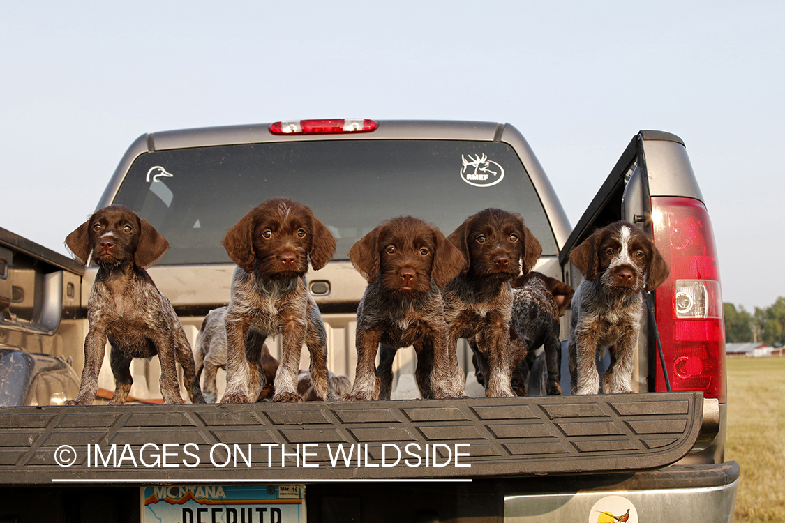 German Wirehair Pointer puppies in bed of pickup.