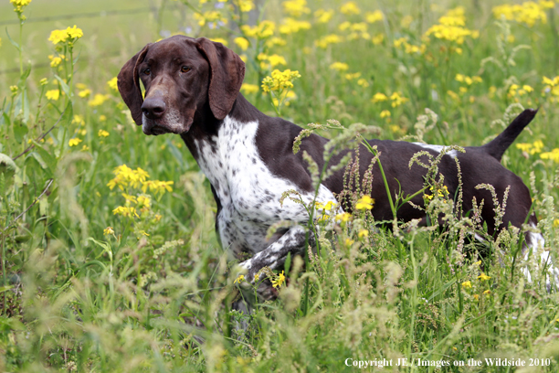 German Shorthair Pointer