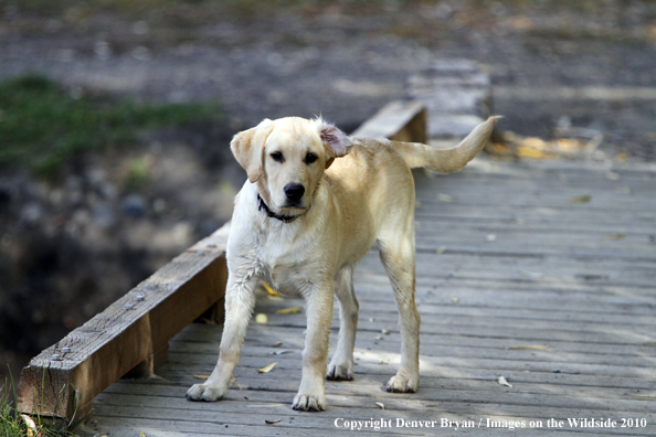 Yellow Labrador Retriever Puppy