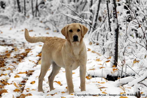 Yellow Labrador Retriever Puppy in the snow
