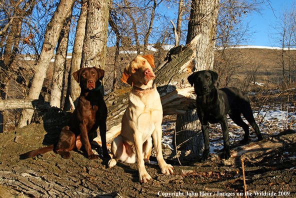 Multi-colored labrador retrievers