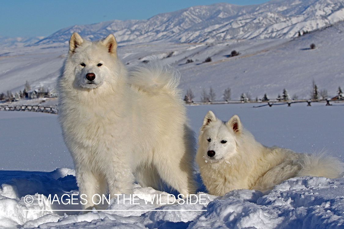 Samoyeds in snow.