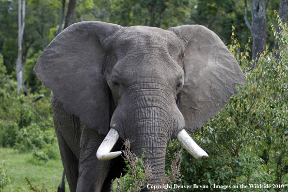 African Bull Elephant 