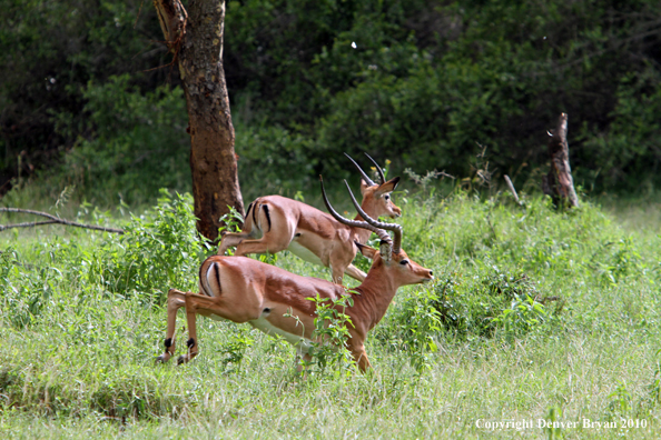 Impala buck running (Africa).