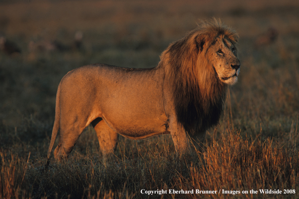 African Lion