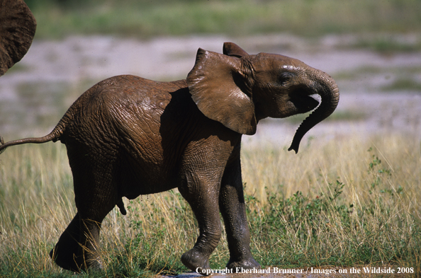 Baby Elephant covered in mud