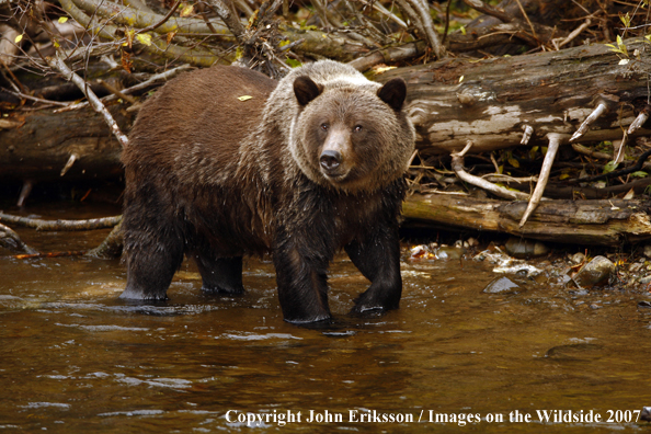 Grizzly/Brown Bear in habitat