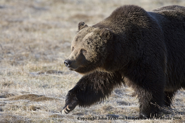 Grizzly bear in habitat.