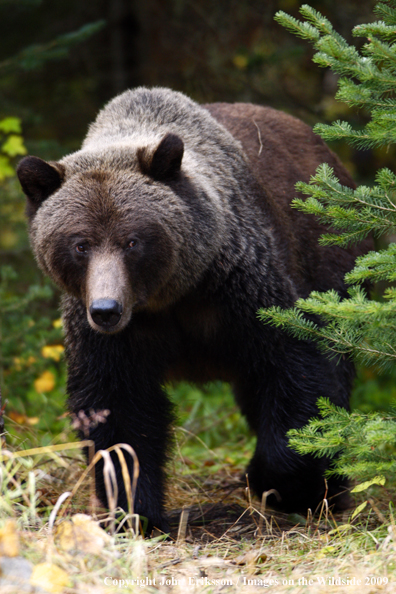 Brown/Grizzly Bear in habitat