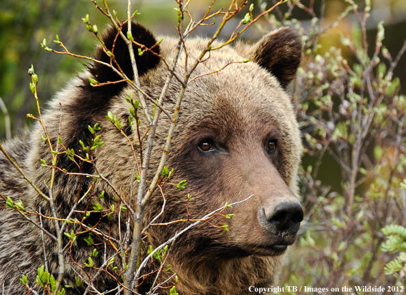 Grizzly Bear in habitat (Original Image #00060-018.12D).