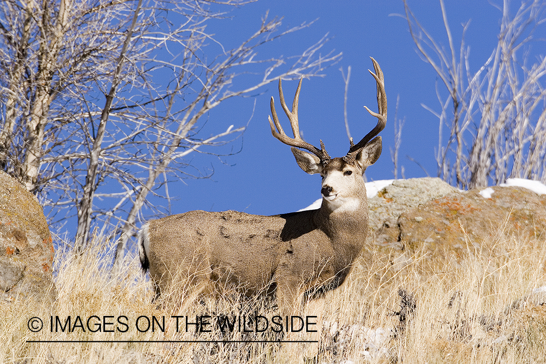 Mule deer in habitat.