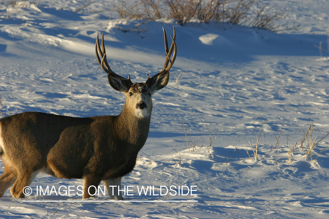 Mule deer in habitat