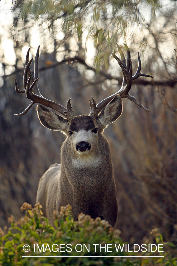 Mule deer 