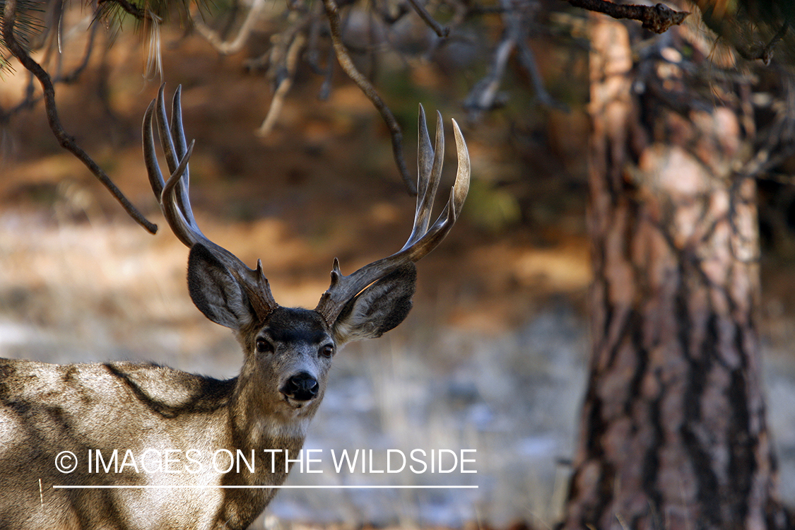 Mule deer 