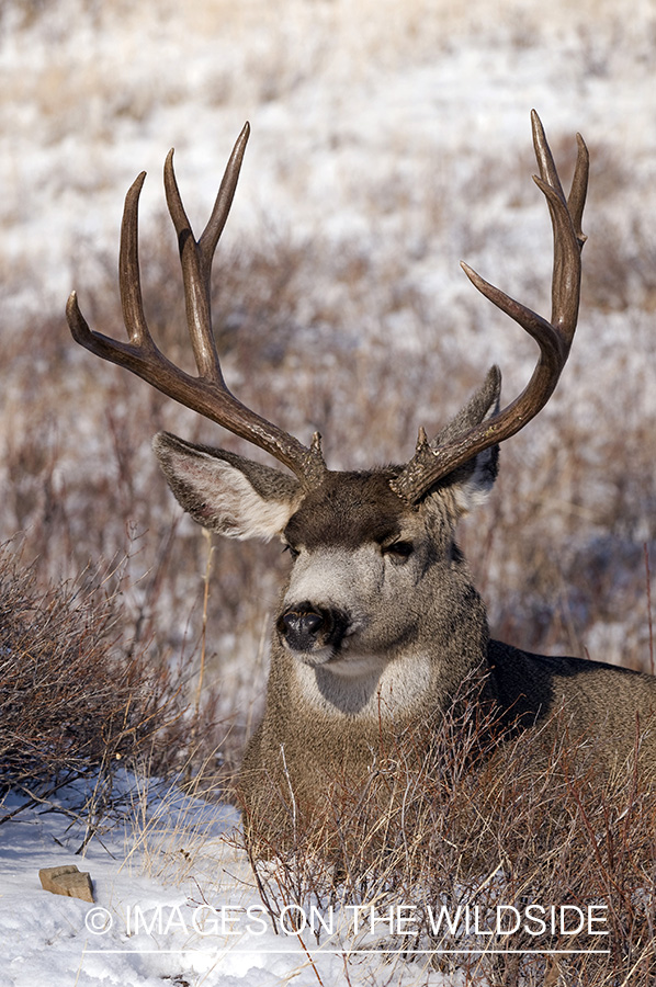 Mule deer 