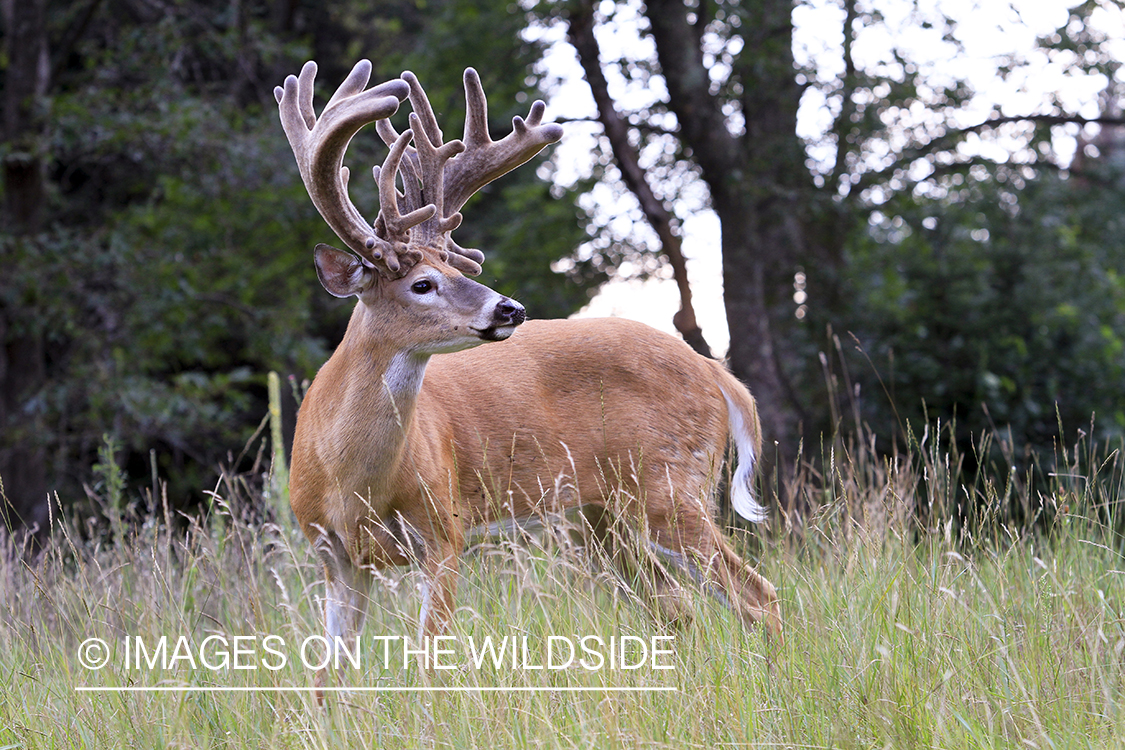 White-tailed buck in habitat. 