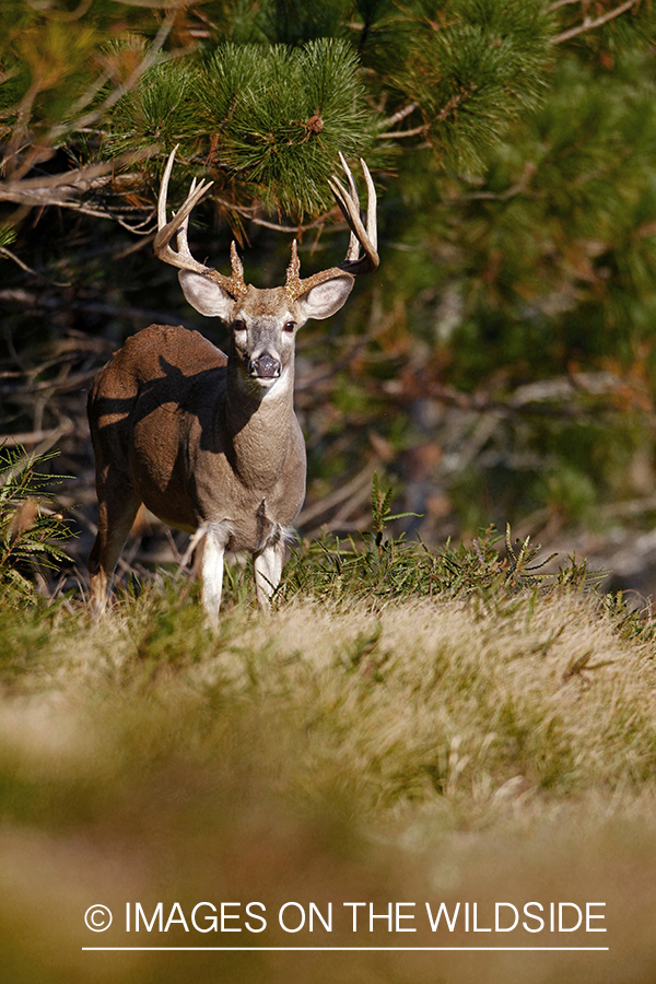White-tailed buck in habitat.