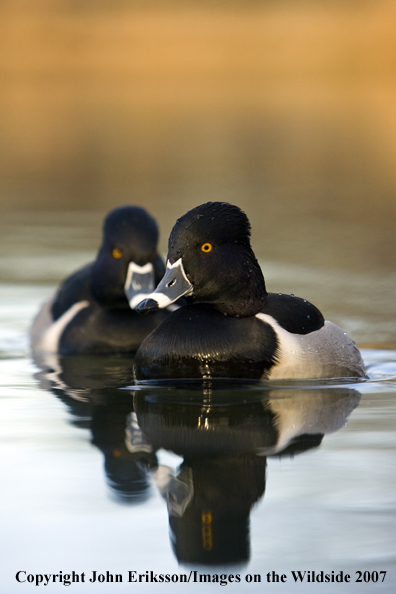 Ring-necked ducks