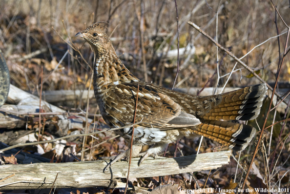 Ruffed Grouse in habitat. 