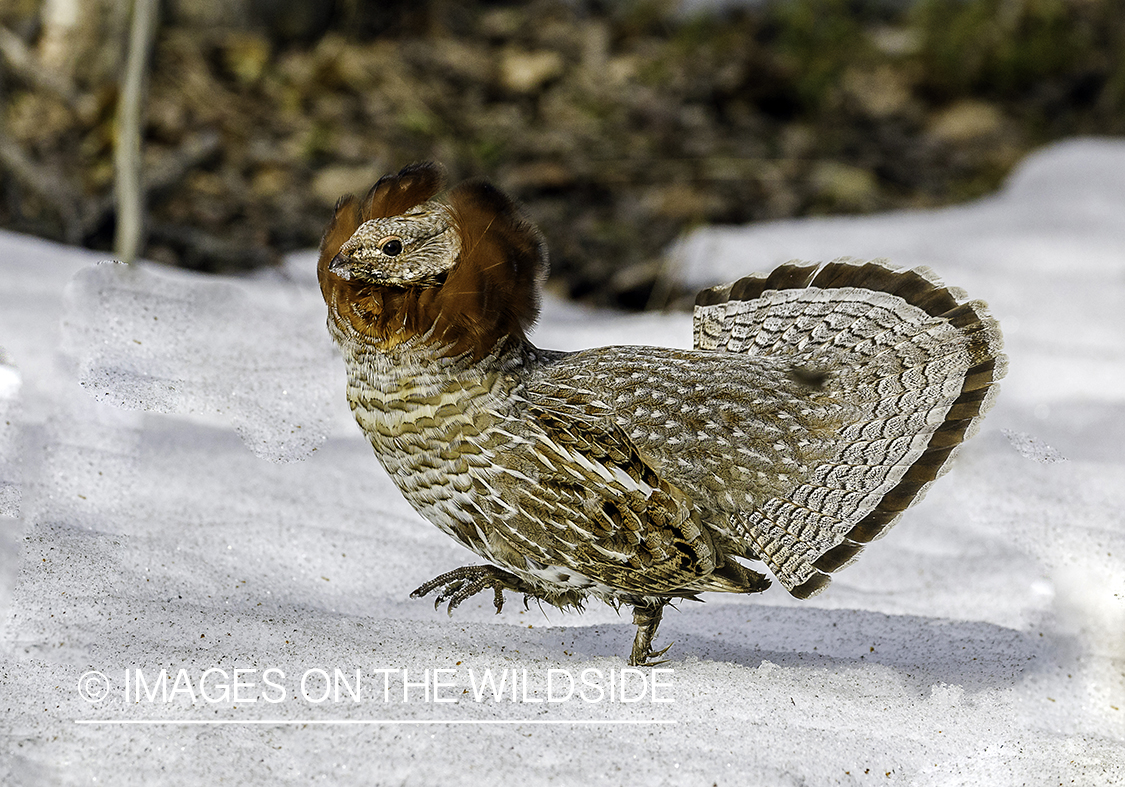 Ruffed Grouse